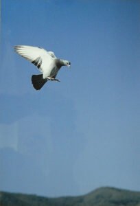 2º premio - llegando a casa - Gabriel gonzalez Pozo