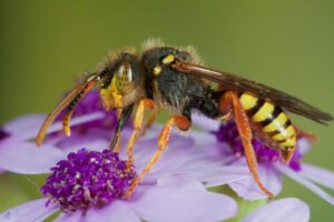 484977_205574726244828_661669861_n