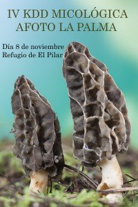 Morchella sp.