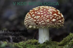 Amanita muscaria