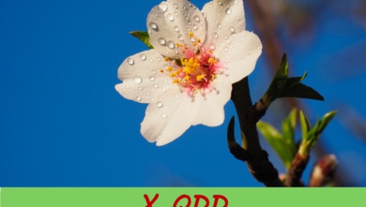 X QDD ALMENDROS EN FLOR